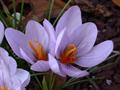 Crocus Longiflorus